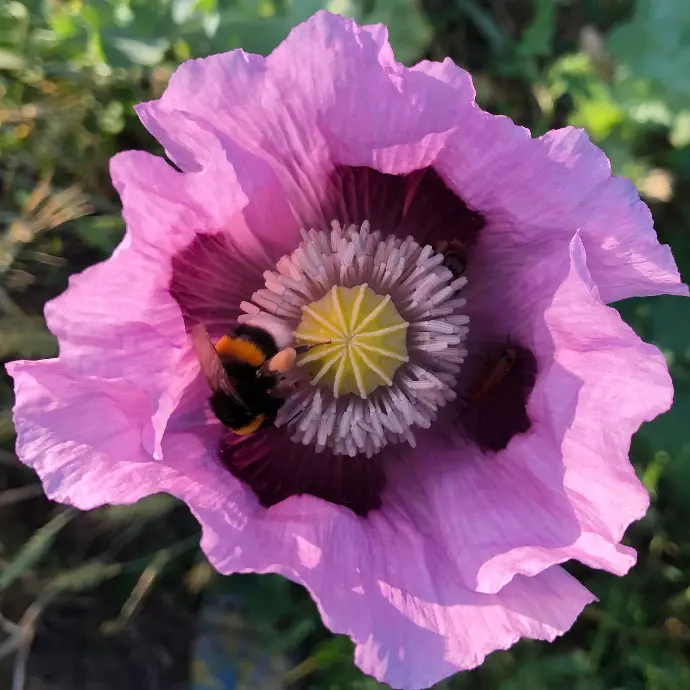 Pavot avec abeille